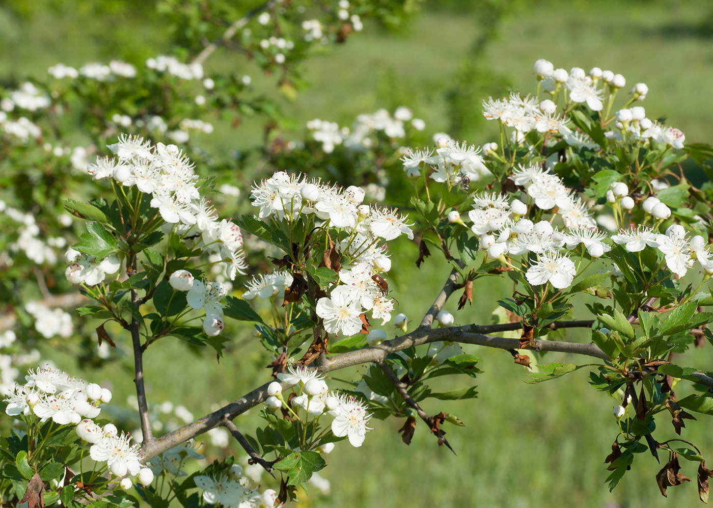 Изображение особи Crataegus rhipidophylla.