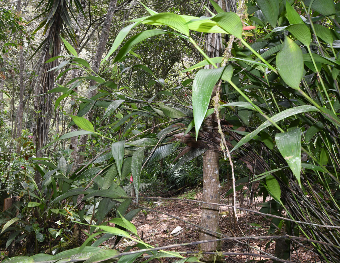 Image of Elleanthus capitatus specimen.