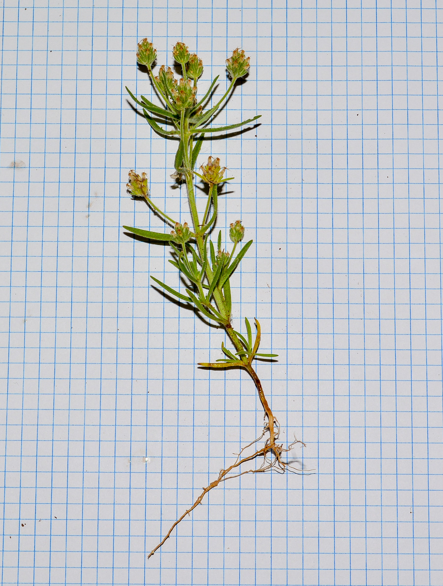 Image of Plantago afra specimen.