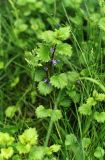 Glechoma hederacea. Цветущее растение. Ростовская обл., Октябрьский р-н, подножие коренного берега пруда Терновый Яр, в подлеске. Третья декада мая 2004 г.