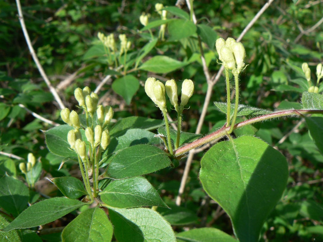 Image of Lonicera chrysantha specimen.