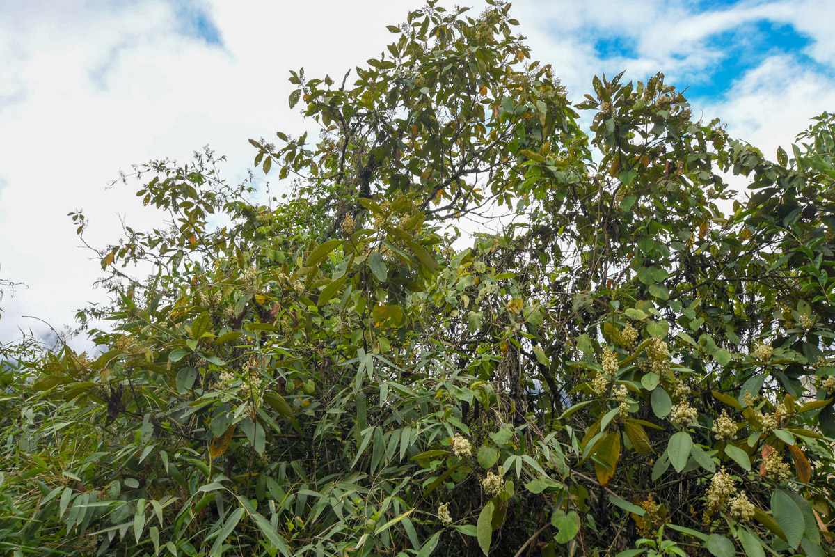 Image of genus Miconia specimen.