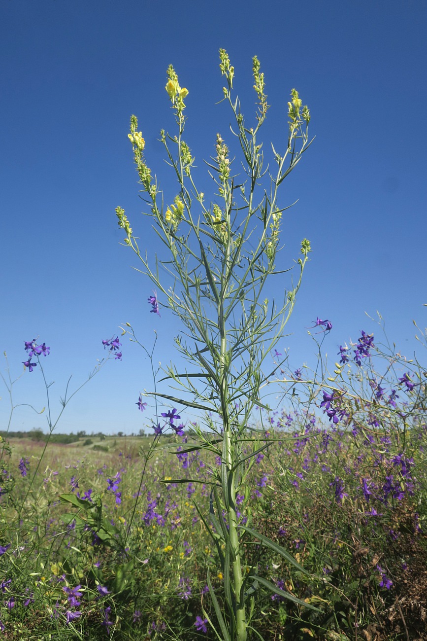 Image of Linaria maeotica specimen.