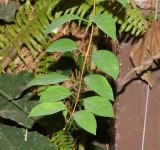 Gmelina philippensis