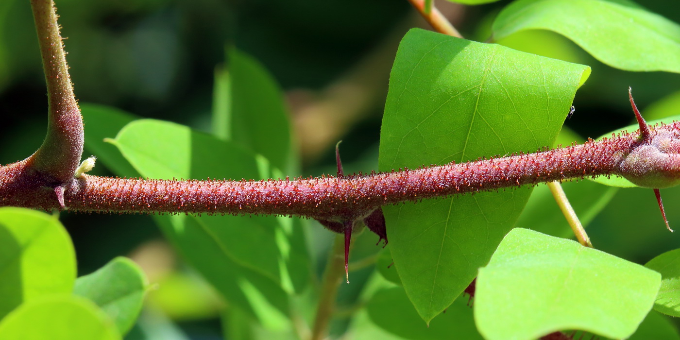 Image of genus Robinia specimen.