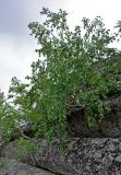 Betula pendula. Взрослые деревья. Алтайский край, Змеиногорский р-н, восточный берег оз. Колыванское, на скале. 28.06.2021.