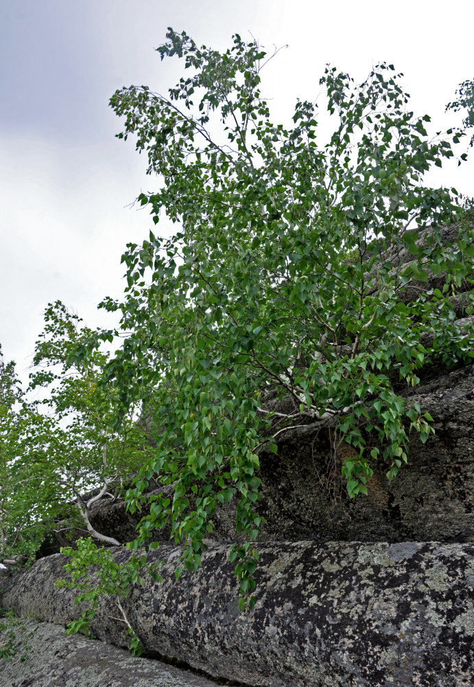 Изображение особи Betula pendula.