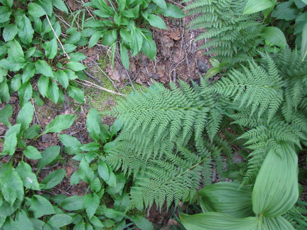 Image of Dryopteris expansa specimen.