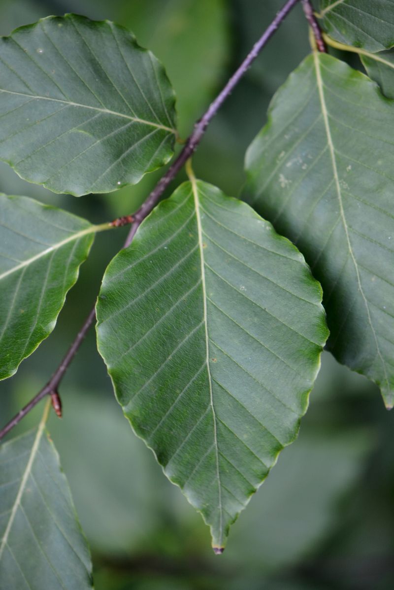 Image of Fagus crenata specimen.