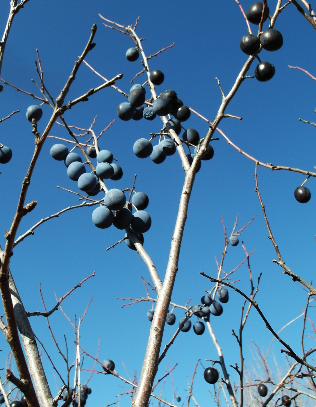 Image of genus Prunus specimen.