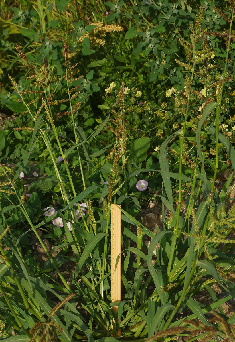 Изображение особи Echinochloa crus-galli.