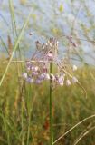 Allium paniculatum