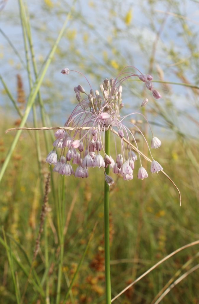 Изображение особи Allium paniculatum.