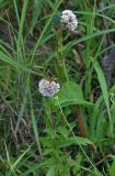 Eupatorium lindleyanum. Верхушки цветущих растений. Приморье, Хасанский р-н, п-ов Гамова, бухта Тёплая, приморский луг. 02.08.2021.