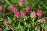 Trifolium raddeanum. Соплодия. Республика Северная Осетия-Алания, Ирафский р-н, Большой Кавказ, правый берег р. Даргонком, у начала морены ледника Донисарцете, ≈ 2640 м н.у.м., альпийский луг. 05.07.2021.