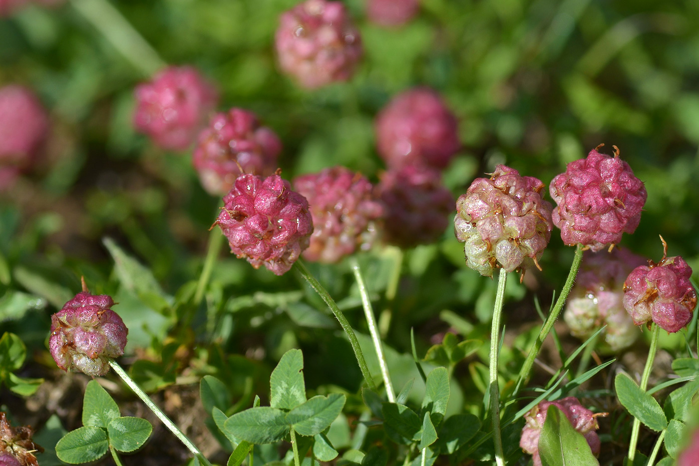 Изображение особи Trifolium raddeanum.