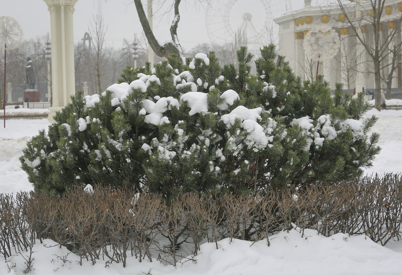 Image of Pinus uncinata specimen.