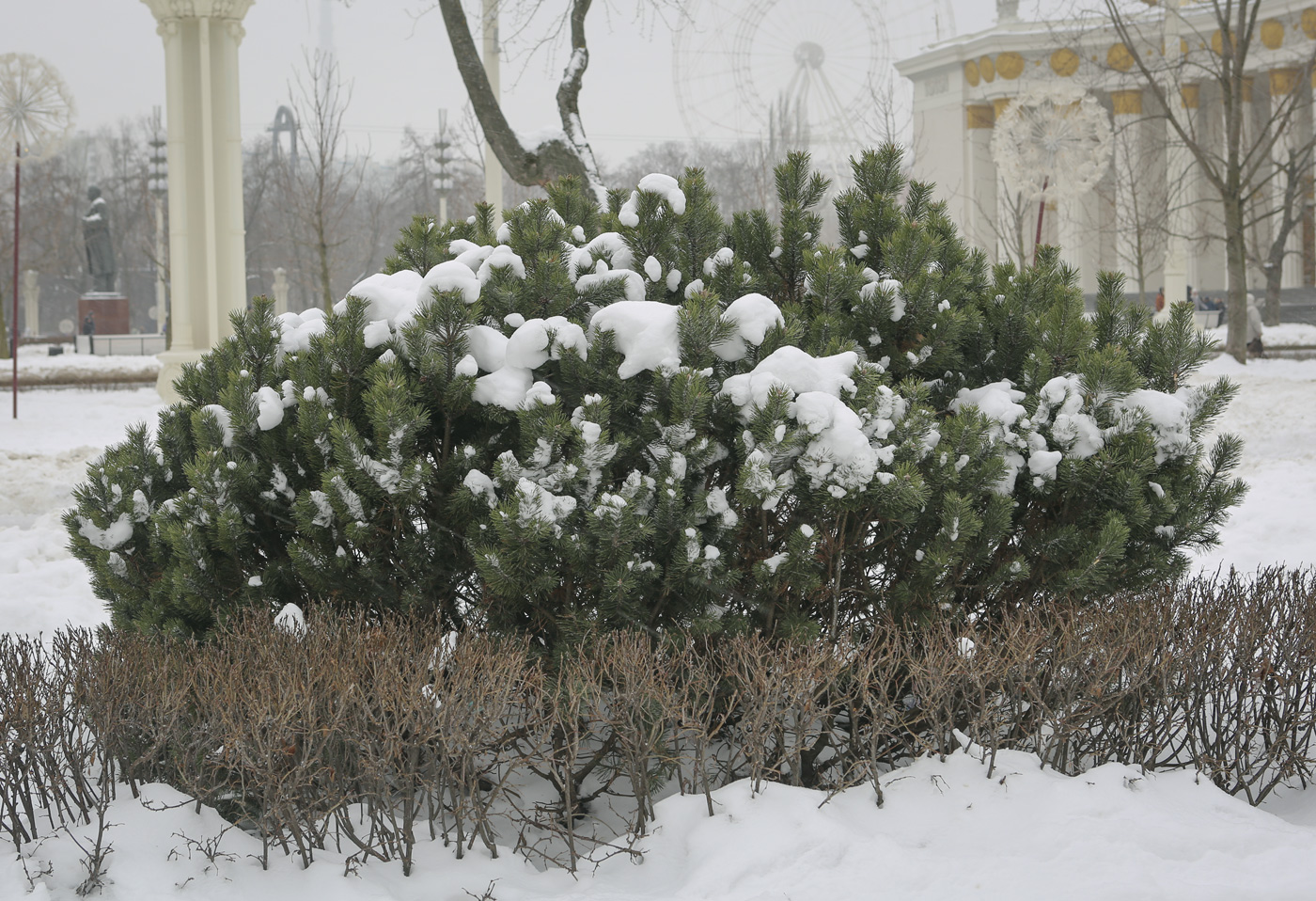 Изображение особи Pinus uncinata.