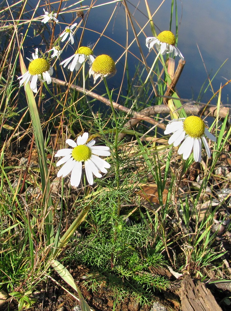 Image of Tripleurospermum inodorum specimen.