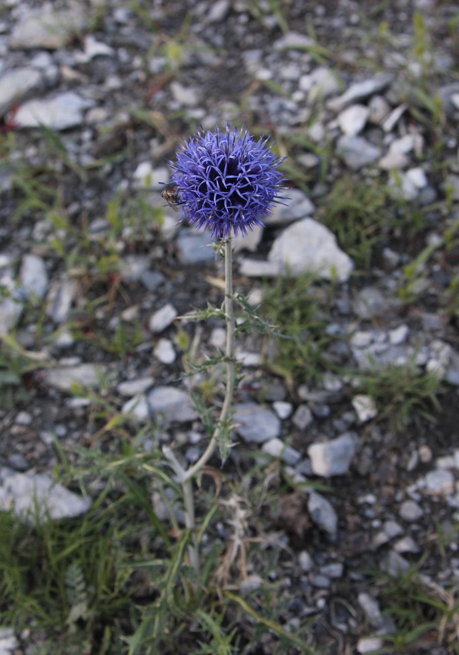 Изображение особи Echinops sibiricus.