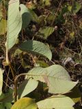 Salix crassijulis. Часть побега с листьями в осенней окраске. Магаданская обл., г. Магадан, около здания ИБПС, в посадках. 26.09.2020.
