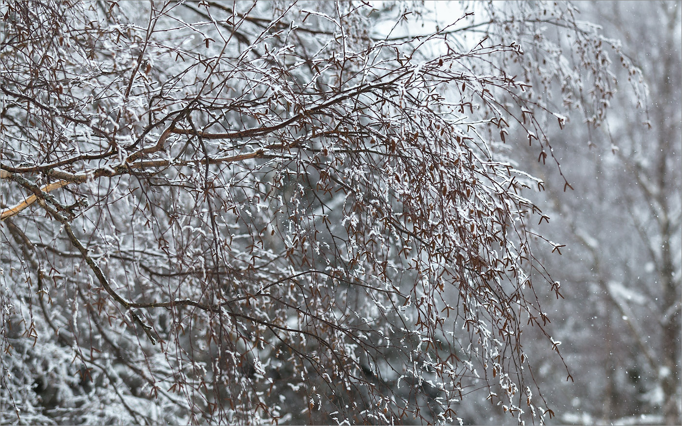 Изображение особи Betula papyrifera.