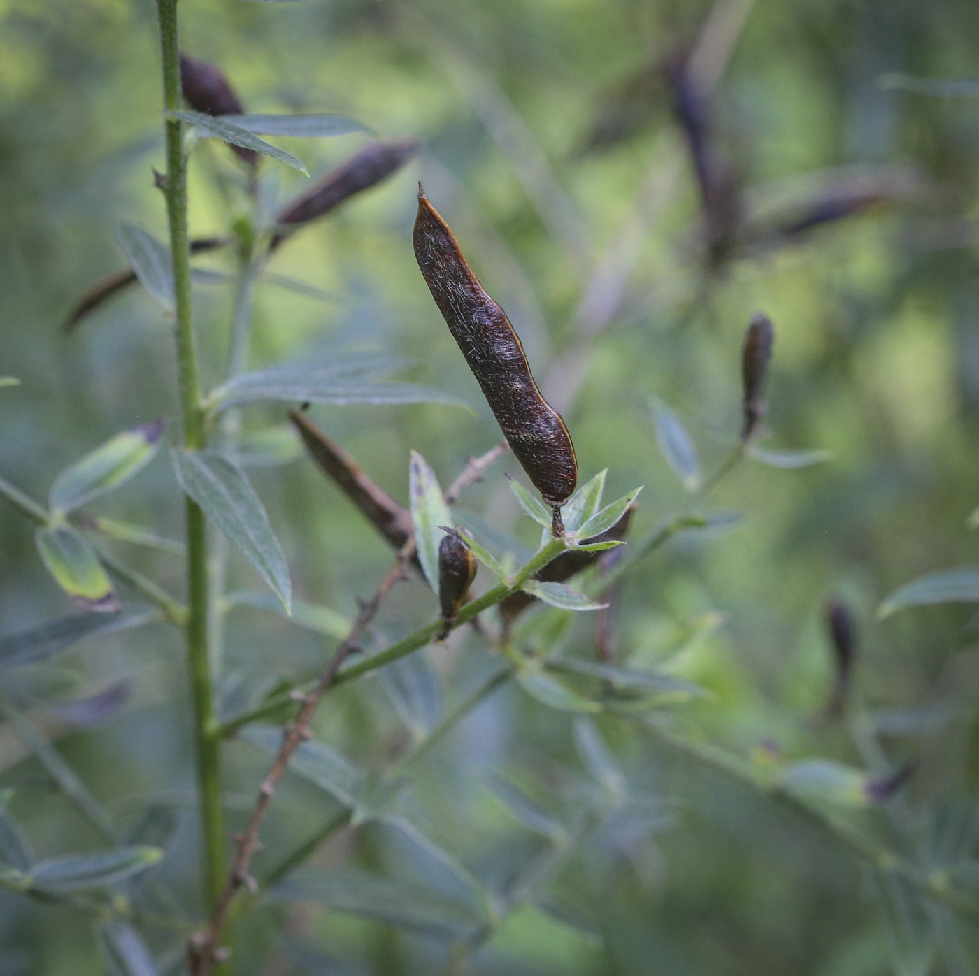 Image of Genista tinctoria specimen.