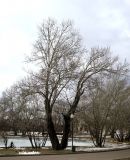 Populus alba