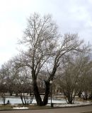 Populus alba. Дерево в состоянии покоя. Москва, Якиманка, парк Горького, берег Пионерского пруда, в культуре. 07.03.2022.