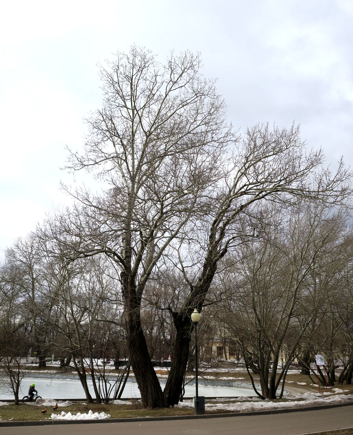 Image of Populus alba specimen.