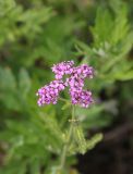Achillea sergievskiana. Соцветие. Республика Алтай, Улаганский р-н, окр. озера Узункёль, выс. ок. 1985 м н.у.м., луг. 6 августа 2020 г.