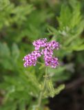 Achillea sergievskiana