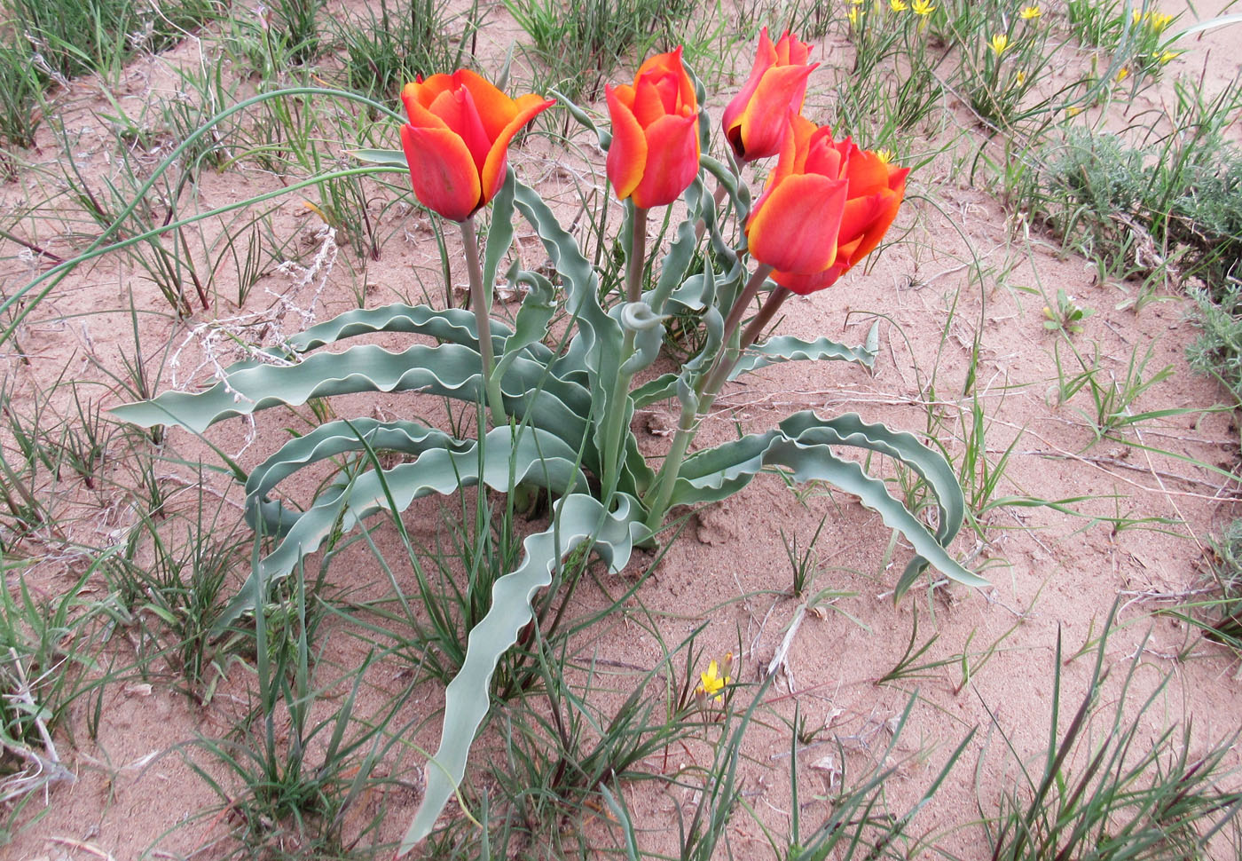 Изображение особи Tulipa behmiana.