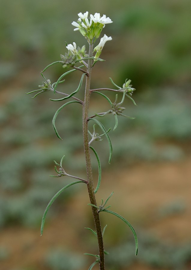 Image of Erysimum leucanthemum specimen.