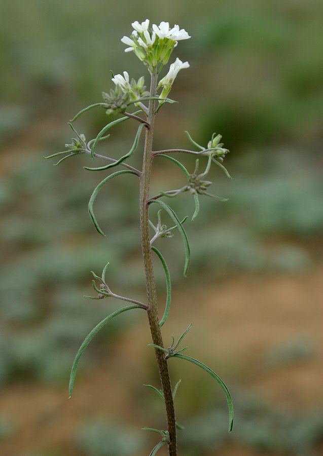 Изображение особи Erysimum leucanthemum.