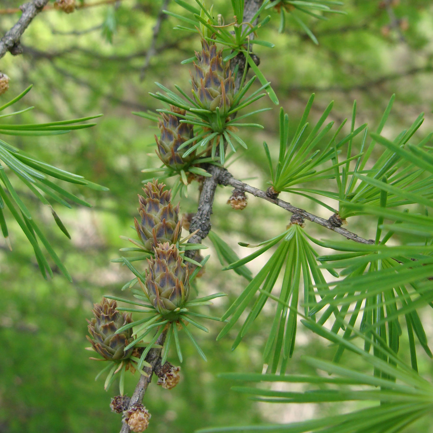 Изображение особи Larix cajanderi.