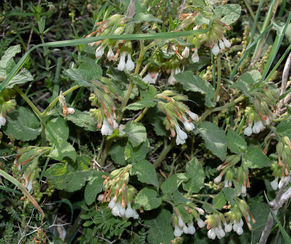 Изображение особи Symphytum brachycalyx.