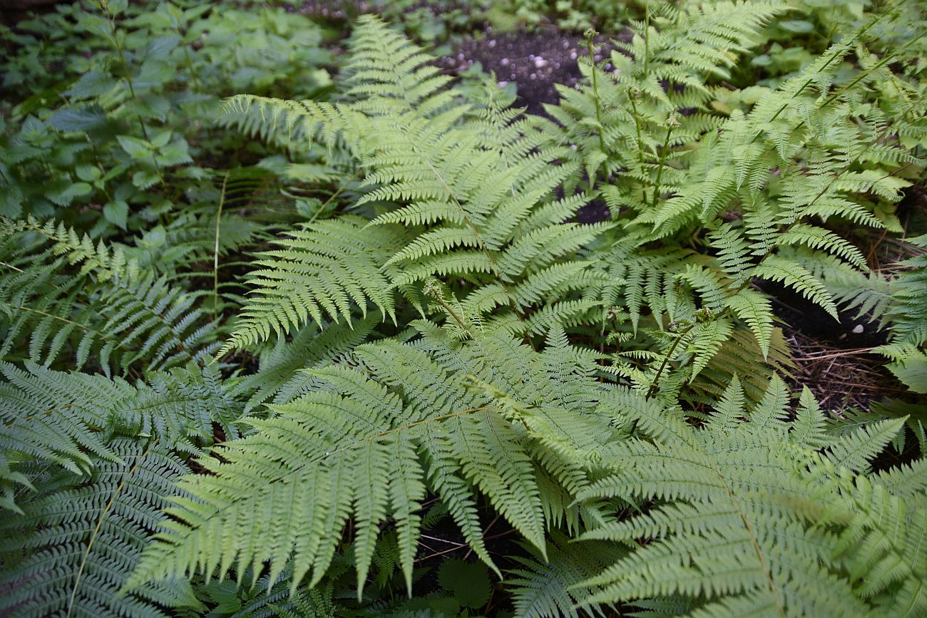 Image of Athyrium filix-femina specimen.