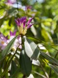 Rhododendron ponticum. Верхушка побега с соцветием в бутонах. Абхазия, Гудаутский р-н, Мюссерский заповедник, широколиственный лес, обочина дороги. 16.05.2021.