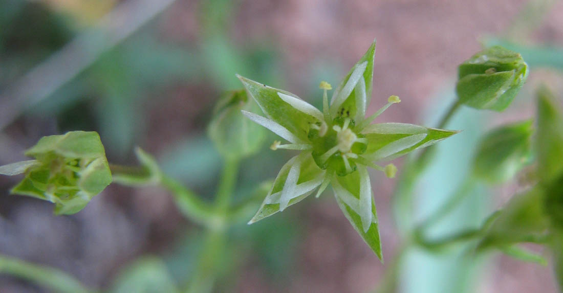 Изображение особи Adenonema cherleriae.