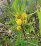 Naumburgia thyrsiflora