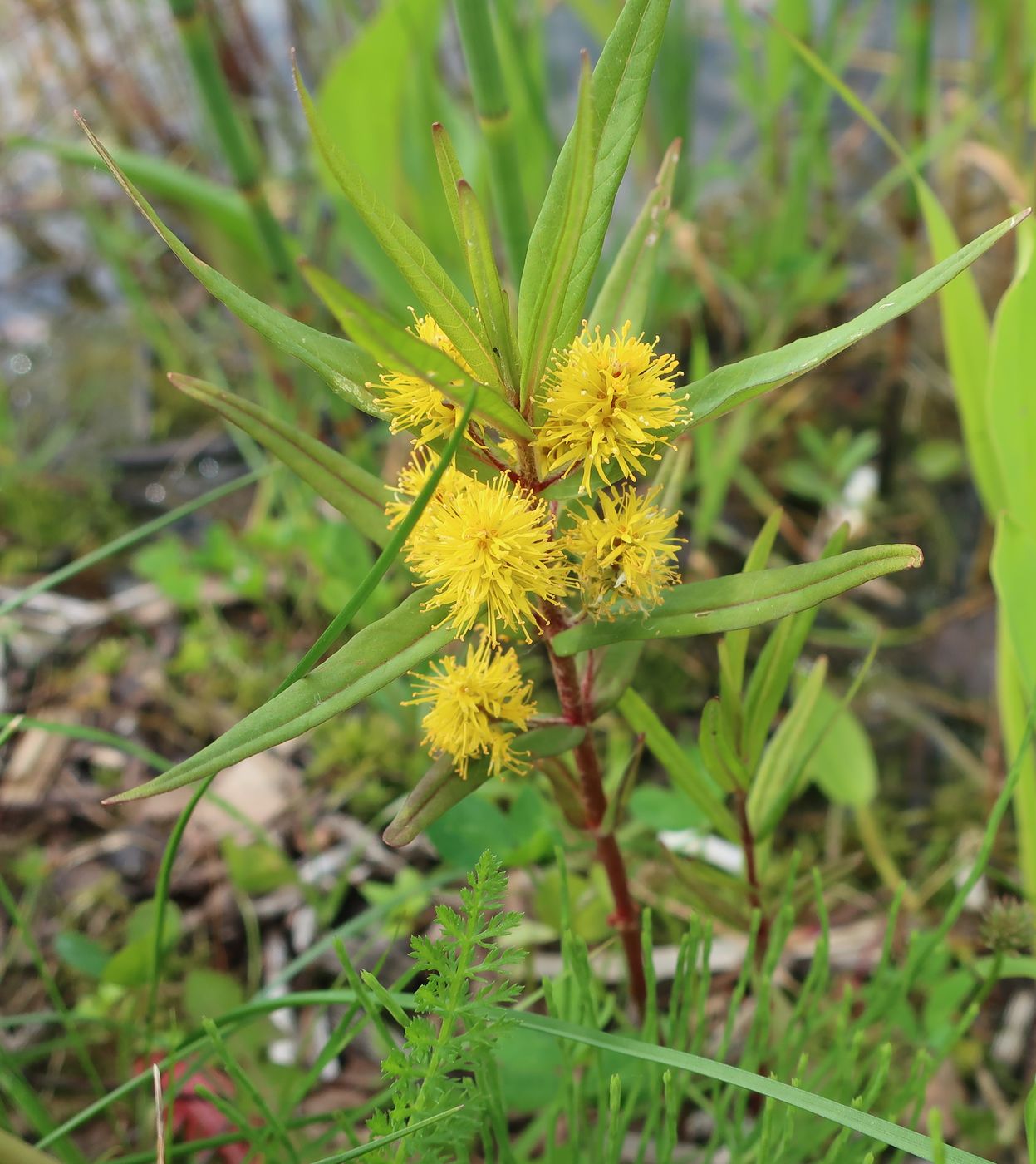 Image of Naumburgia thyrsiflora specimen.