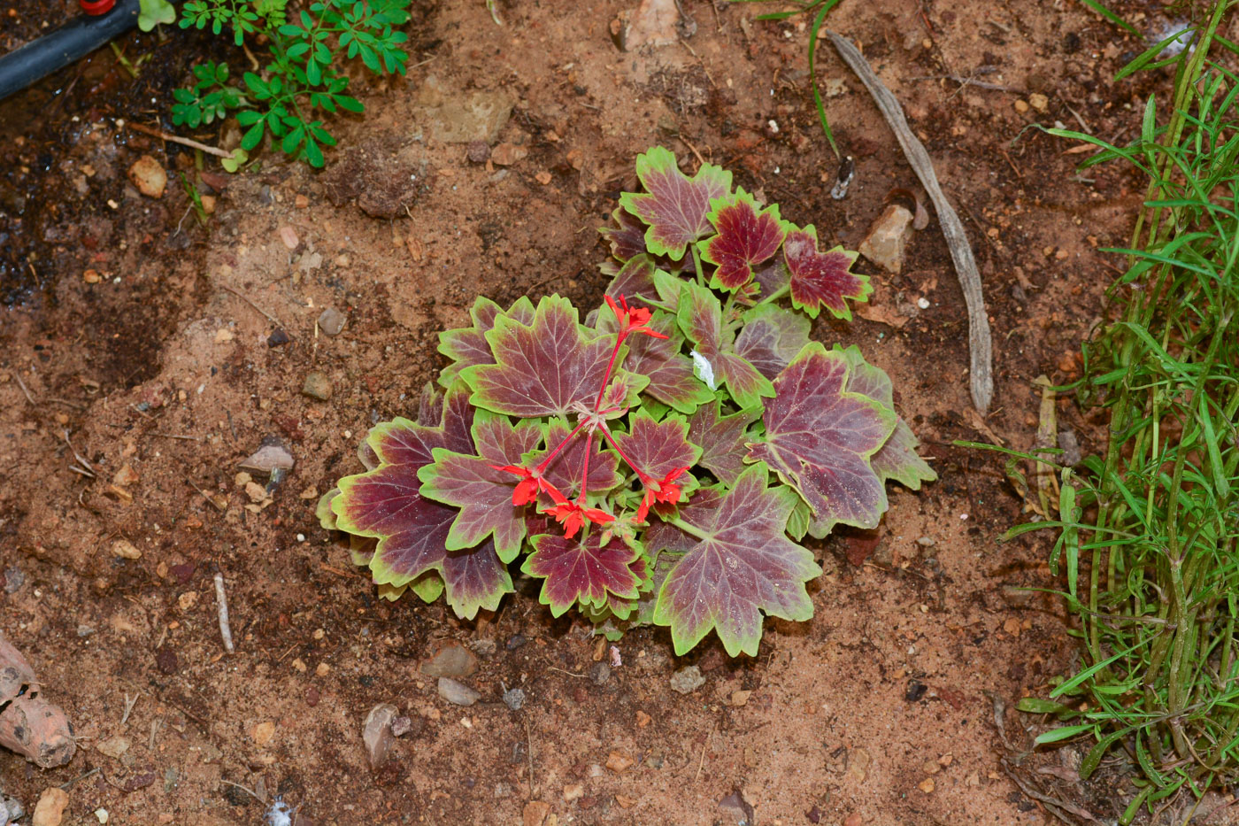 Изображение особи род Pelargonium.
