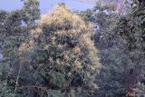 род Lithocarpus. Цветущее растение. Непал, провинция Гандаки-Прадеш, р-н Каски, Покхара. 26.11.2017.