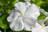 Catharanthus roseus