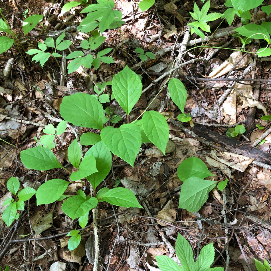 Изображение особи Schisandra chinensis.