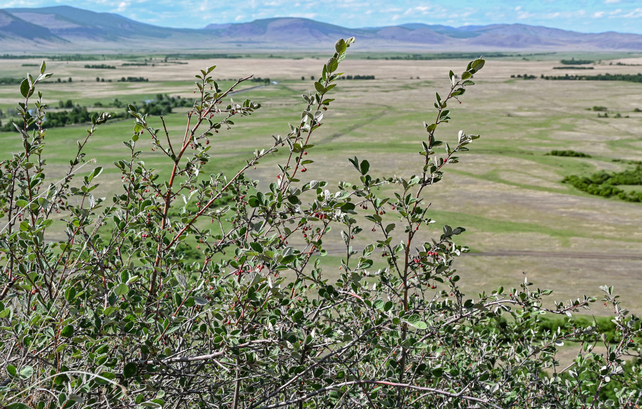 Image of Cotoneaster melanocarpus specimen.