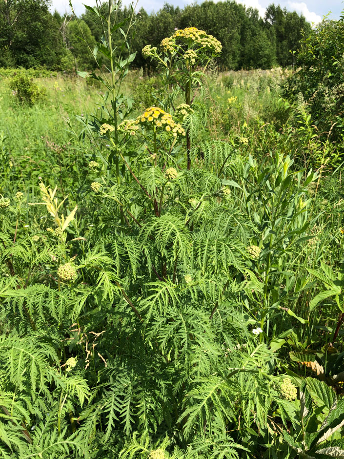 Image of Tanacetum boreale specimen.