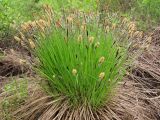 Carex cespitosa