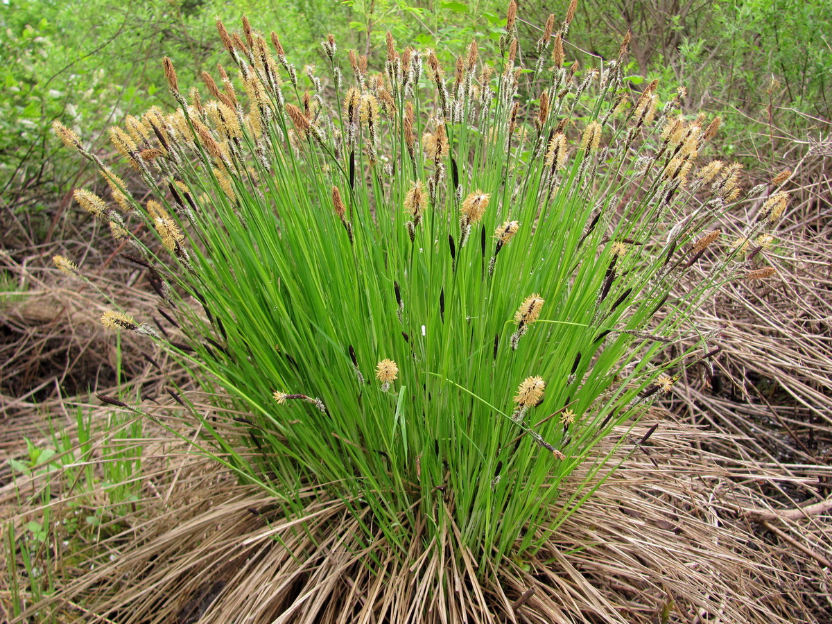 Image of Carex cespitosa specimen.